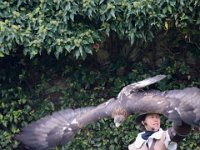Steinadler 086